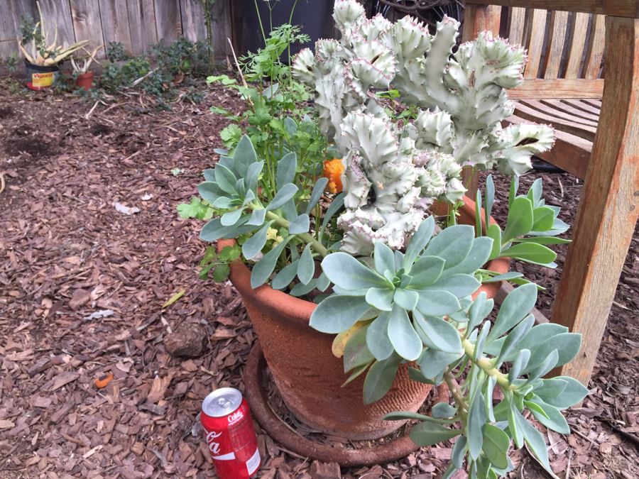 Outdoor Potted Plant [Photo 2]