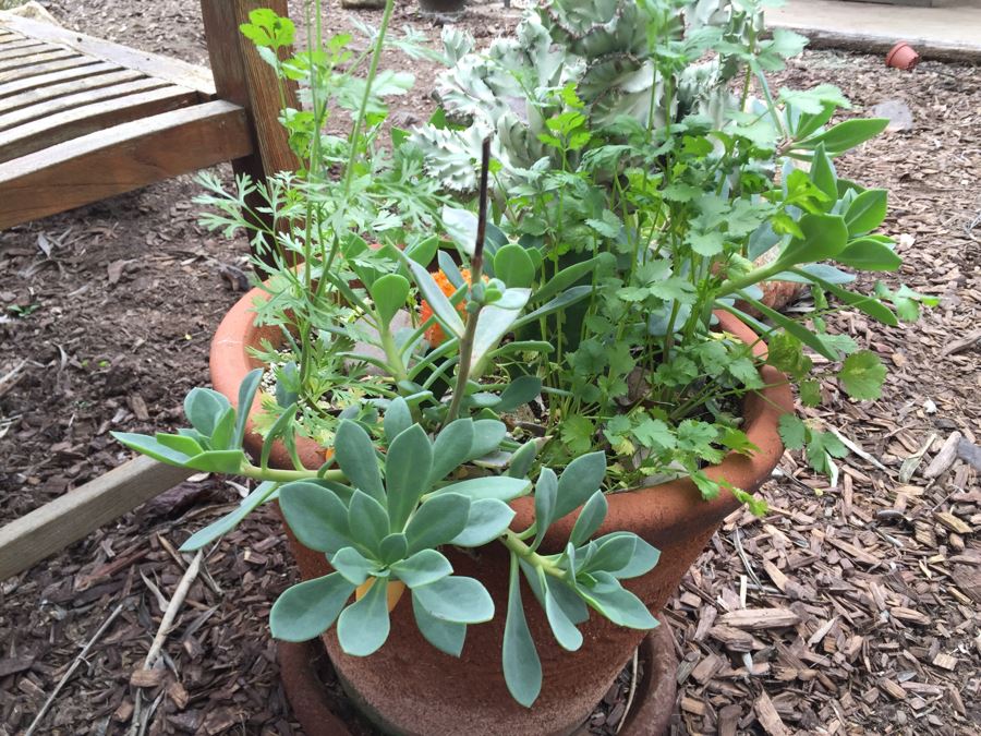 Outdoor Potted Plant [Photo 4]