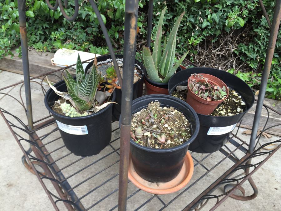Obelisk Eifel Tower Plant Stand Filled With Potted Succulents - See All Photos [Photo 3]