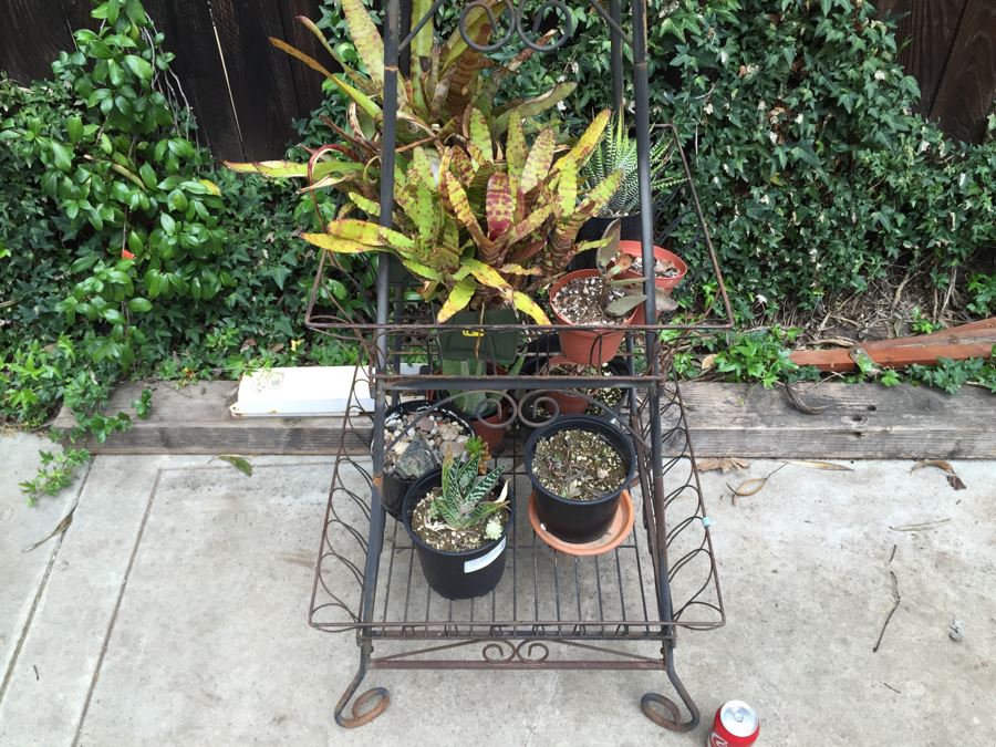 Obelisk Eifel Tower Plant Stand Filled With Potted Succulents - See All Photos [Photo 16]