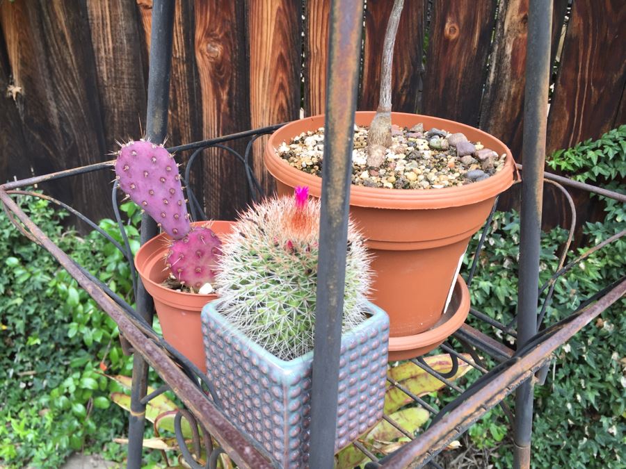 Obelisk Eifel Tower Plant Stand Filled With Potted Succulents - See All Photos [Photo 9]