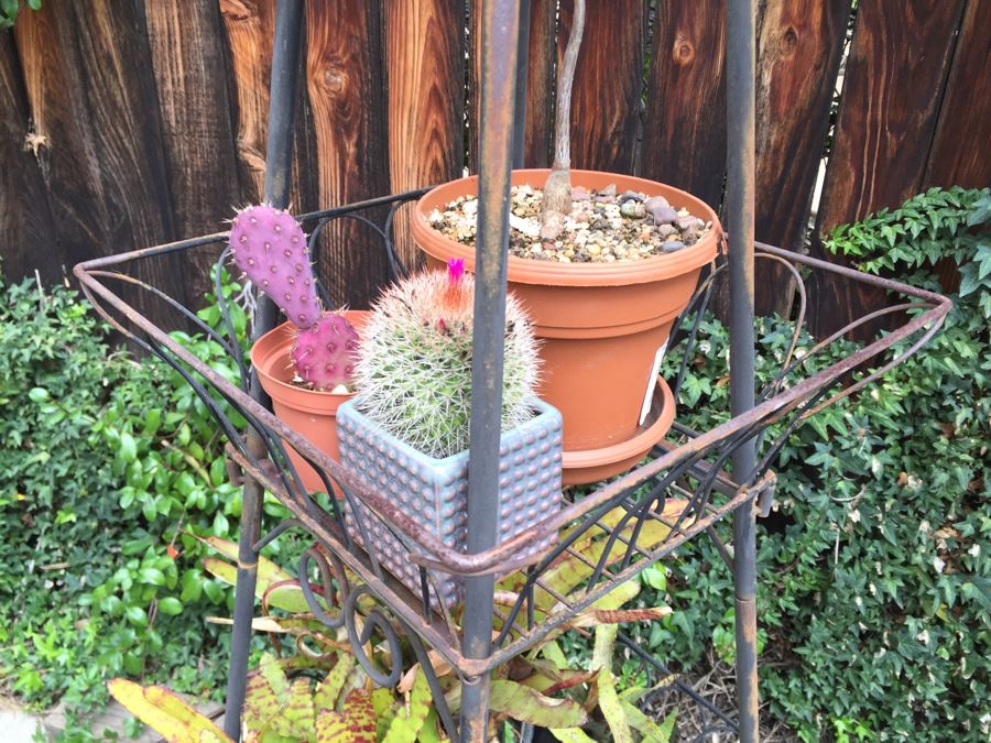 Obelisk Eifel Tower Plant Stand Filled With Potted Succulents - See All Photos [Photo 8]