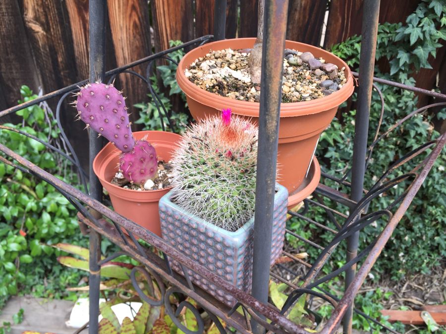 Obelisk Eifel Tower Plant Stand Filled With Potted Succulents - See All Photos [Photo 13]