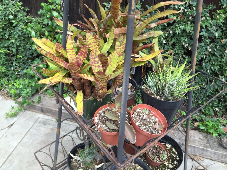 Obelisk Eifel Tower Plant Stand Filled With Potted Succulents - See All Photos [Photo 6]