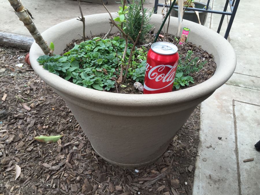 Large Outdoor Potted Plant [Photo 4]