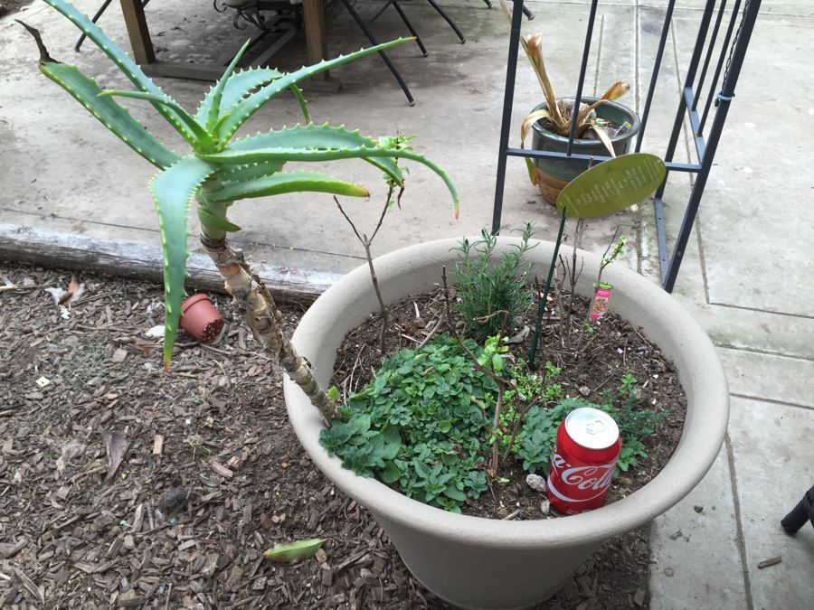 Large Outdoor Potted Plant [Photo 2]