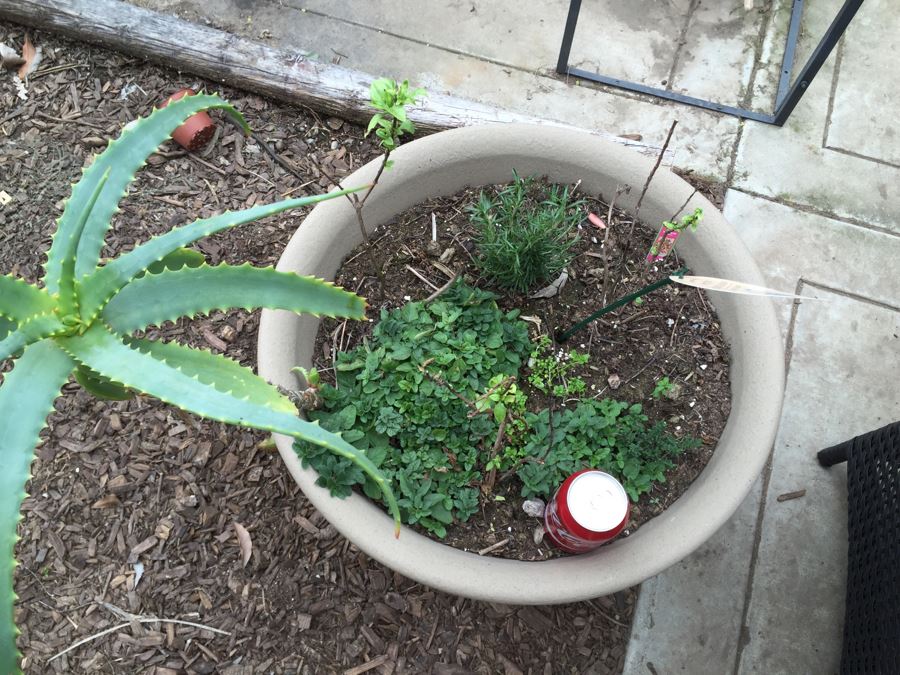 Large Outdoor Potted Plant [Photo 3]