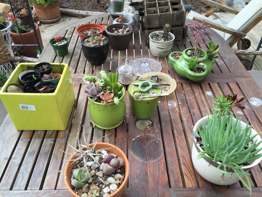 Large Outdoor Teak Table With 4 Chairs Filled With Potted Succulents [Photo 9]