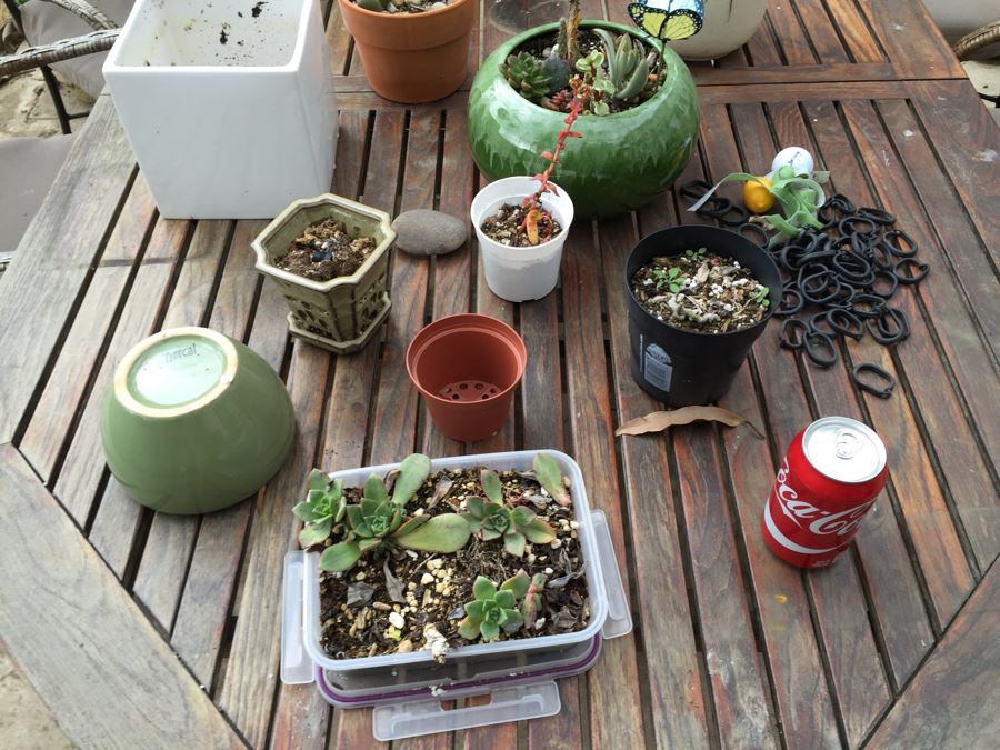 Large Outdoor Teak Table With 4 Chairs Filled With Potted Succulents [Photo 7]