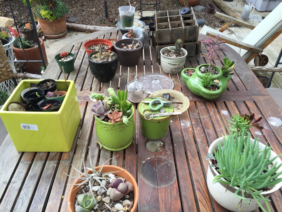Large Outdoor Teak Table With 4 Chairs Filled With Potted Succulents [Photo 10]