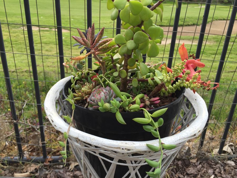 Pair Of White Plant Stands With Potted Succulents [Photo 6]