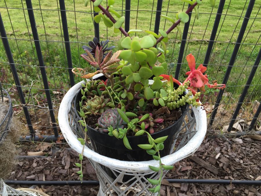 Pair Of White Plant Stands With Potted Succulents [Photo 2]