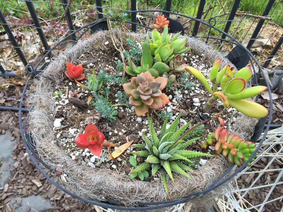 Pair Of White Plant Stands With Potted Succulents [Photo 9]