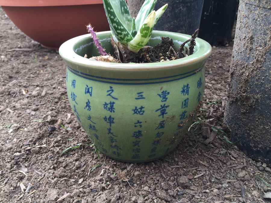 Potted Succulent Lot [Photo 3]