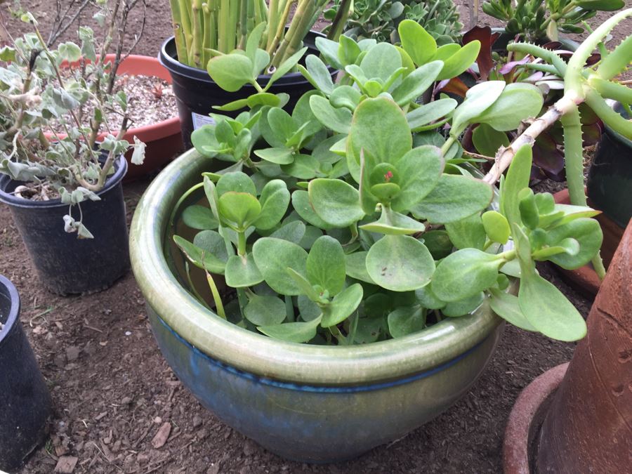 Potted Succulent Lot [Photo 7]