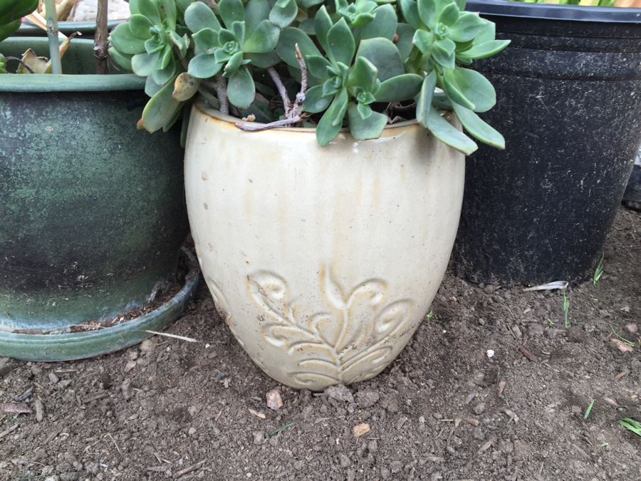 Potted Succulent Lot [Photo 17]