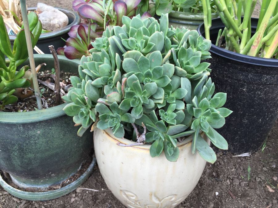 Potted Succulent Lot [Photo 18]