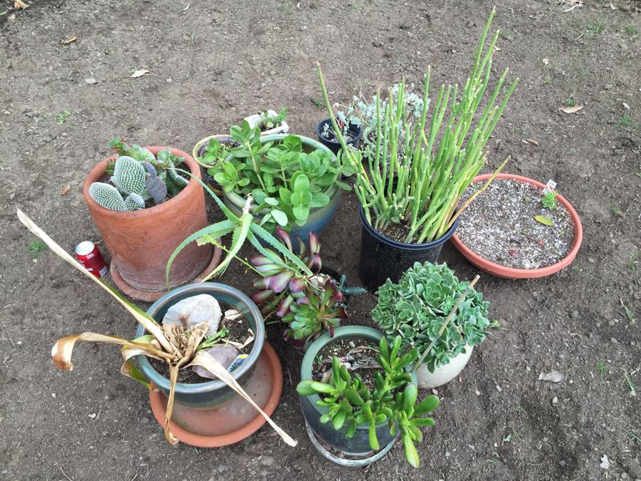 Potted Succulent Lot [Photo 24]