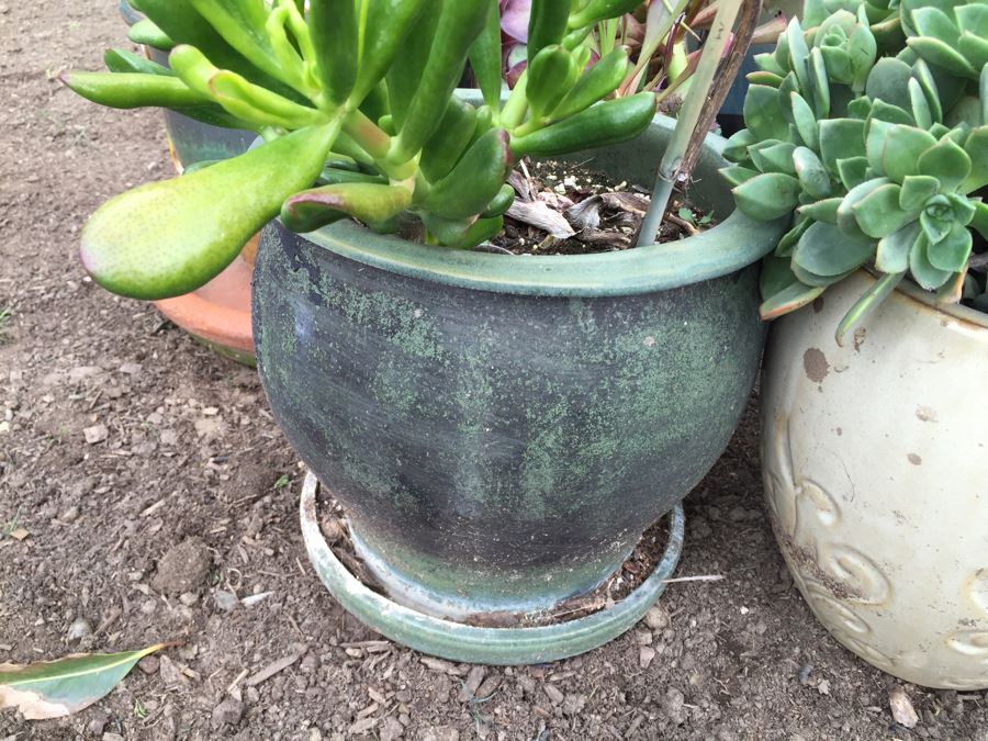 Potted Succulent Lot [Photo 19]