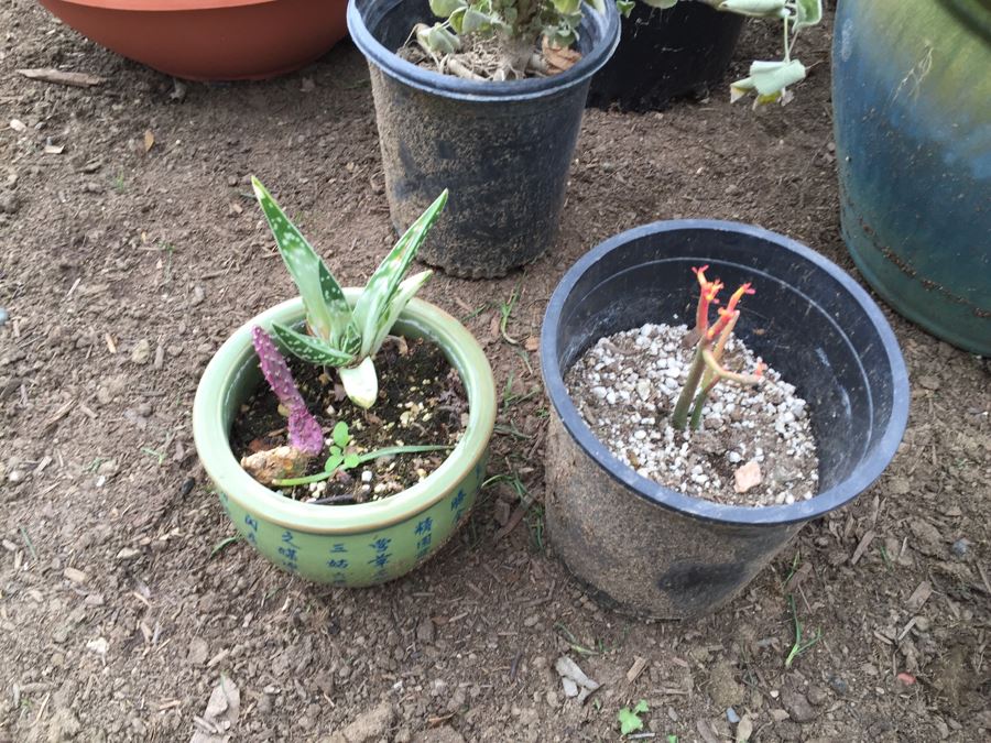 Potted Succulent Lot [Photo 9]