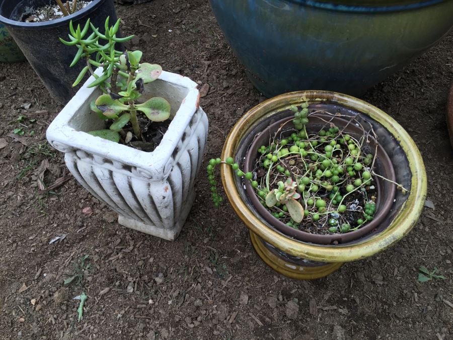 Potted Succulent Lot [Photo 6]