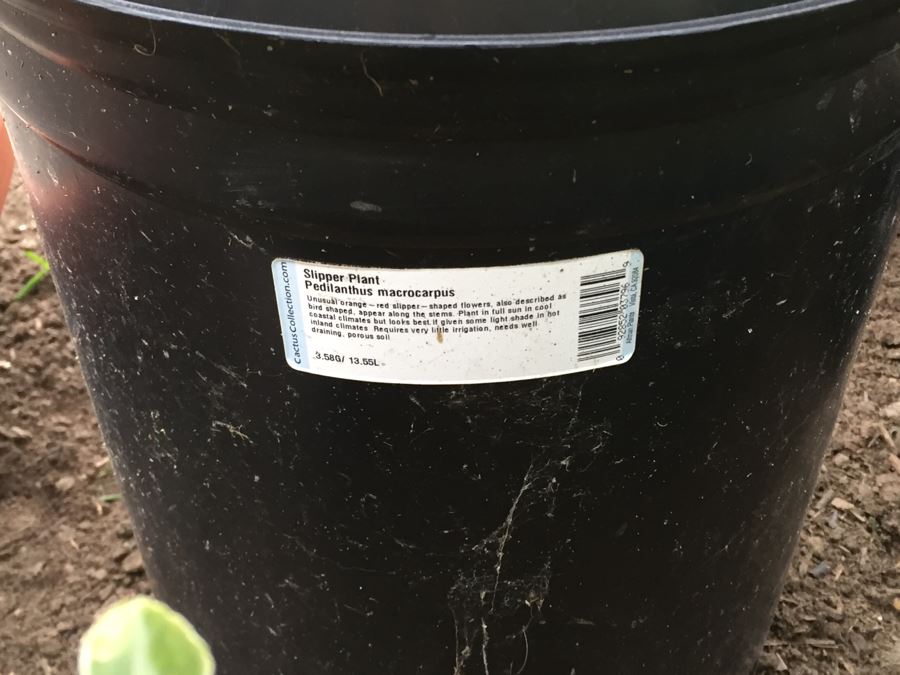 Potted Succulent Lot [Photo 13]