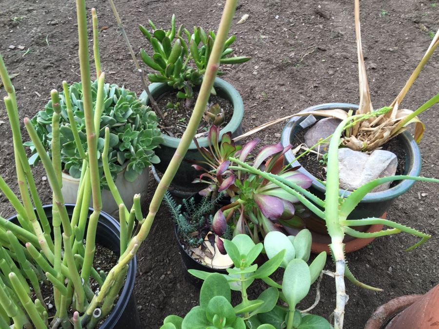 Potted Succulent Lot [Photo 15]