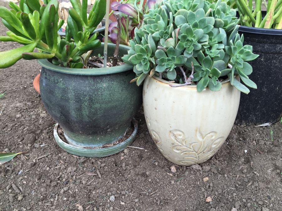 Potted Succulent Lot [Photo 16]