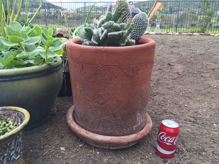 Potted Succulent Lot [Photo 2]