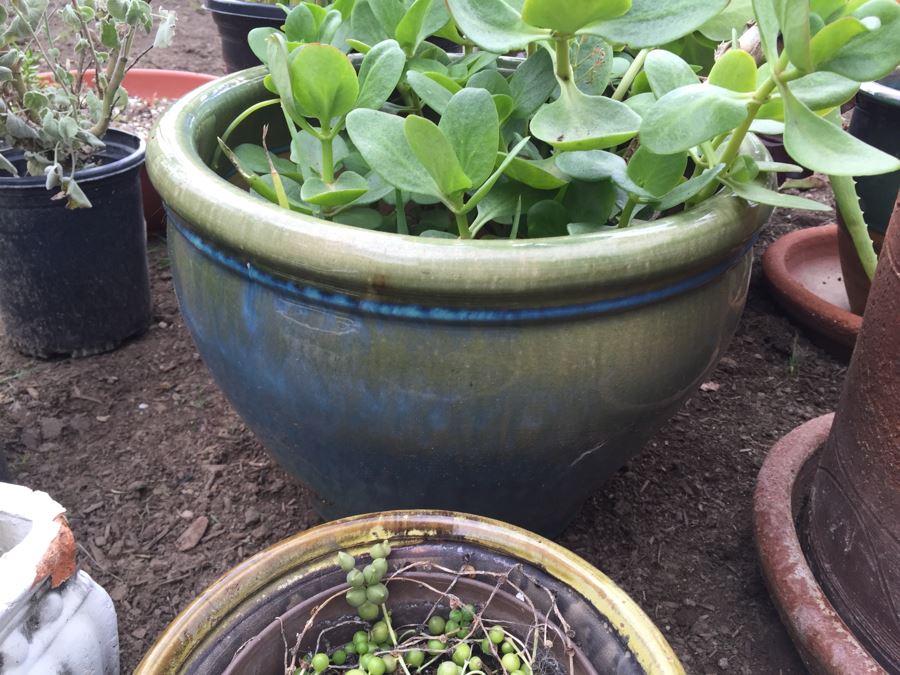 Potted Succulent Lot [Photo 8]