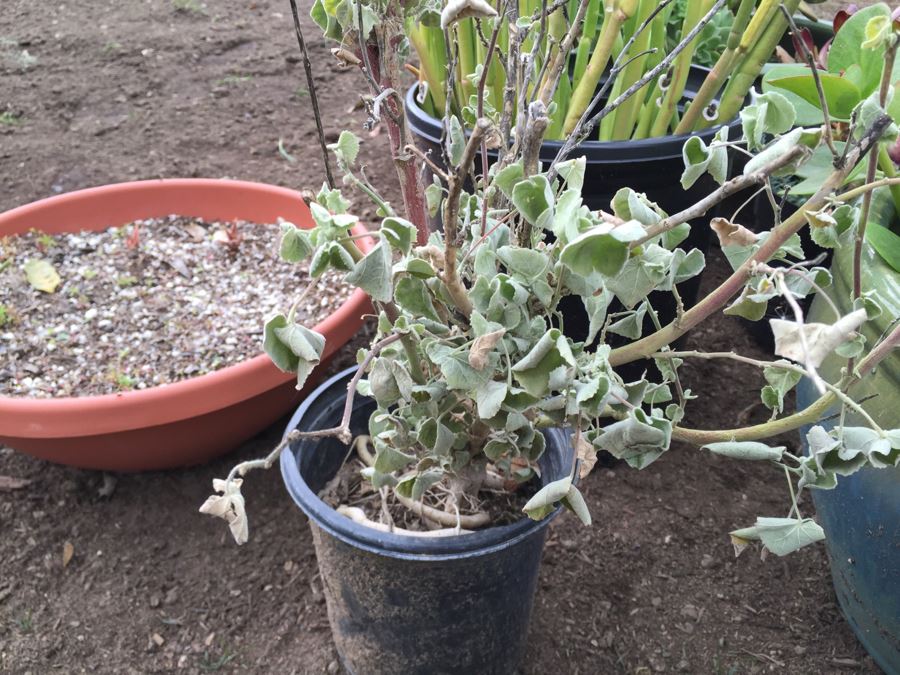 Potted Succulent Lot [Photo 11]