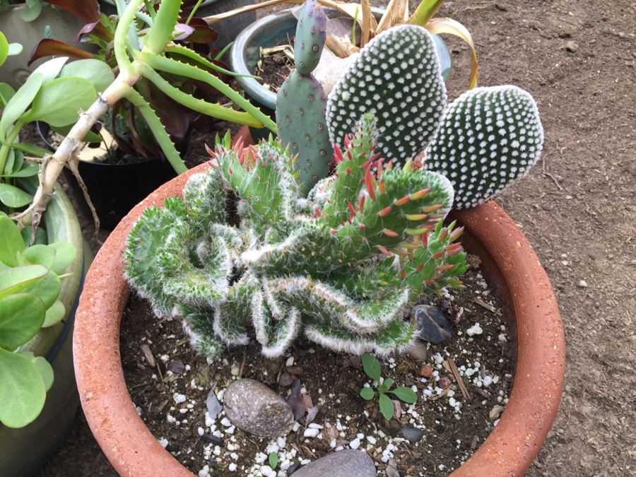 Potted Succulent Lot [Photo 5]