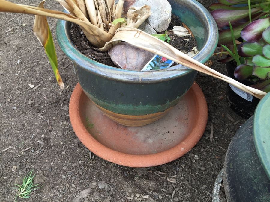 Potted Succulent Lot [Photo 21]