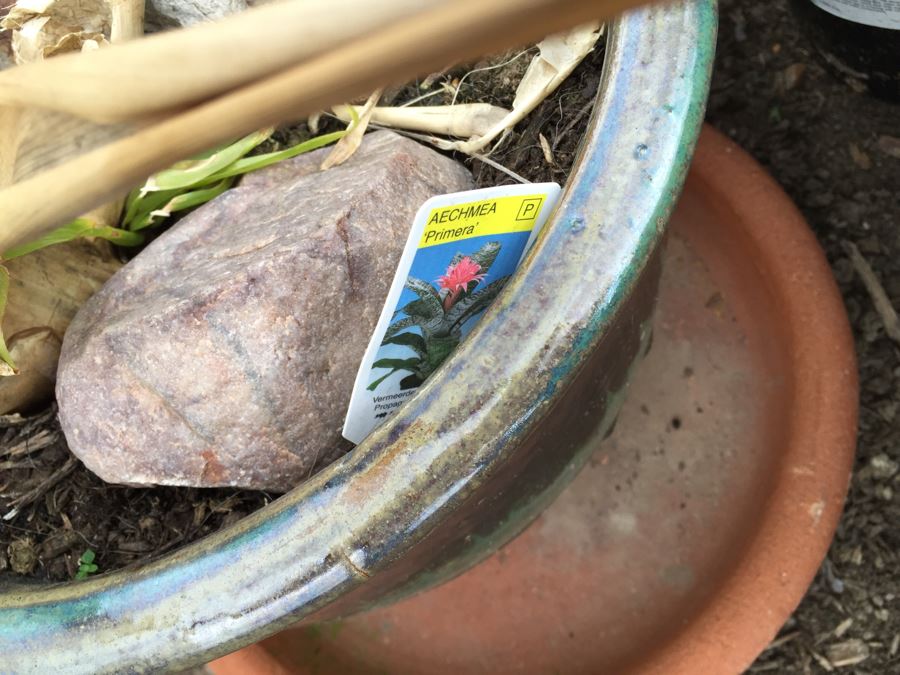 Potted Succulent Lot [Photo 23]