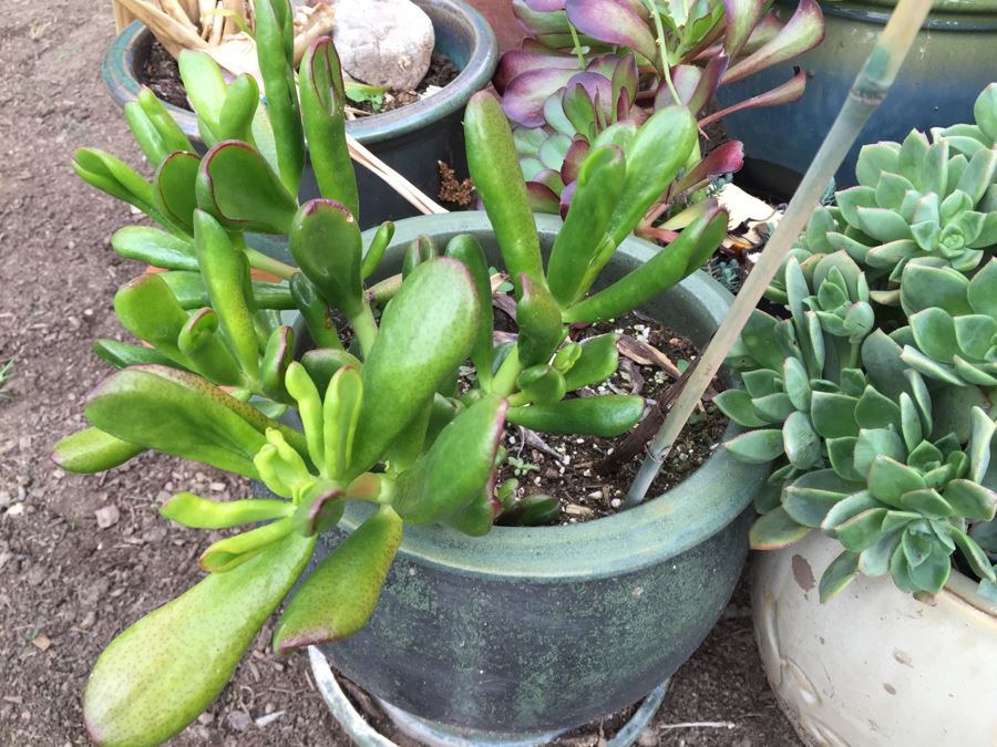 Potted Succulent Lot [Photo 20]