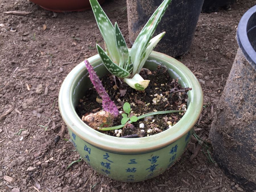 Potted Succulent Lot [Photo 10]
