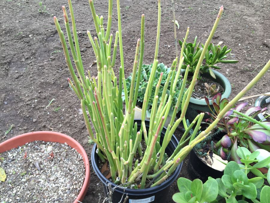 Potted Succulent Lot [Photo 12]