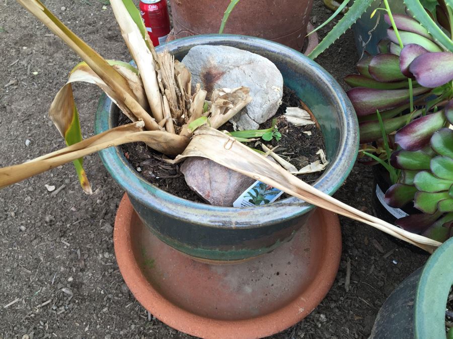 Potted Succulent Lot [Photo 22]