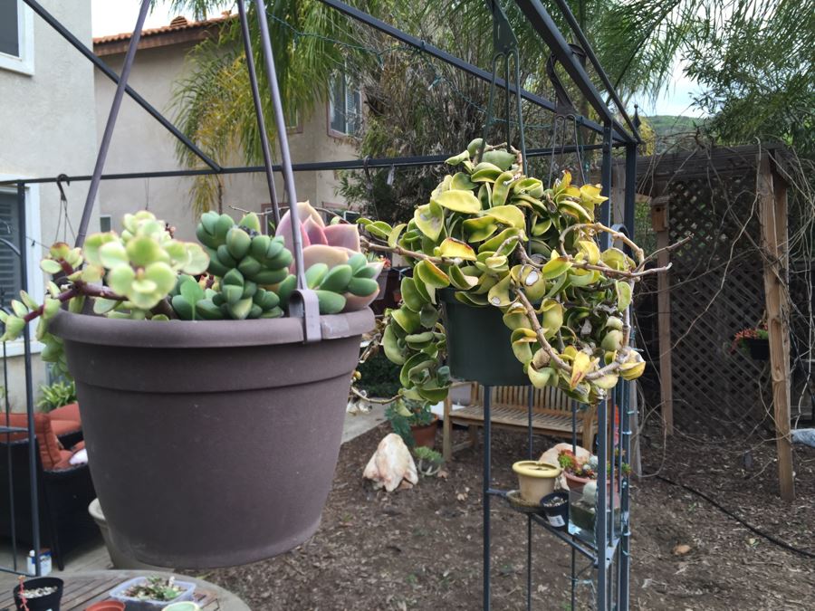 All Potted Succulets Attached To Metal Garden Structure Plus Bird Feeder, Wind Chime And Lantern [Photo 5]