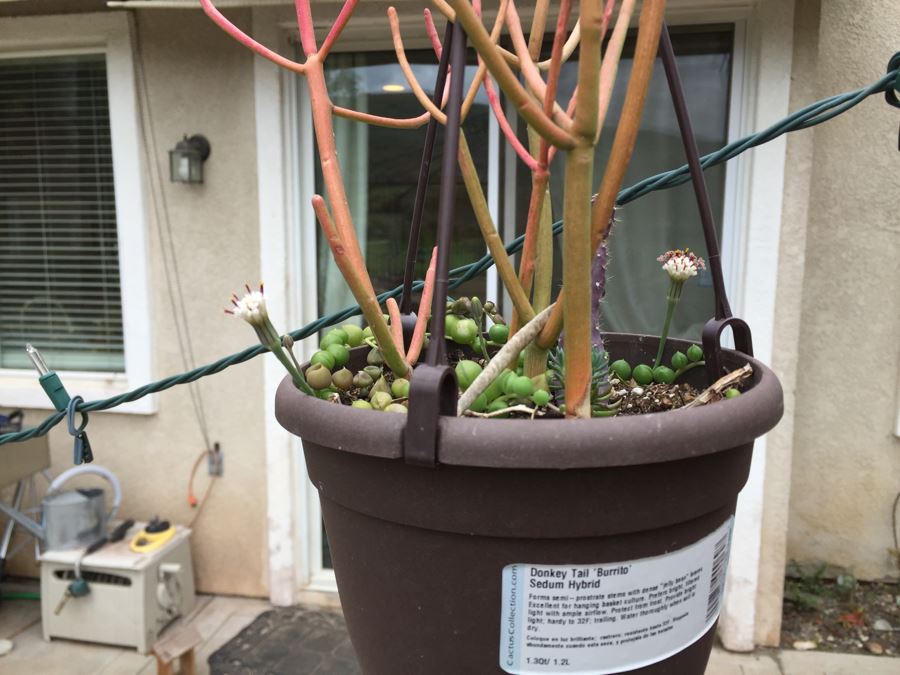 All Potted Succulets Attached To Metal Garden Structure Plus Bird Feeder, Wind Chime And Lantern [Photo 12]