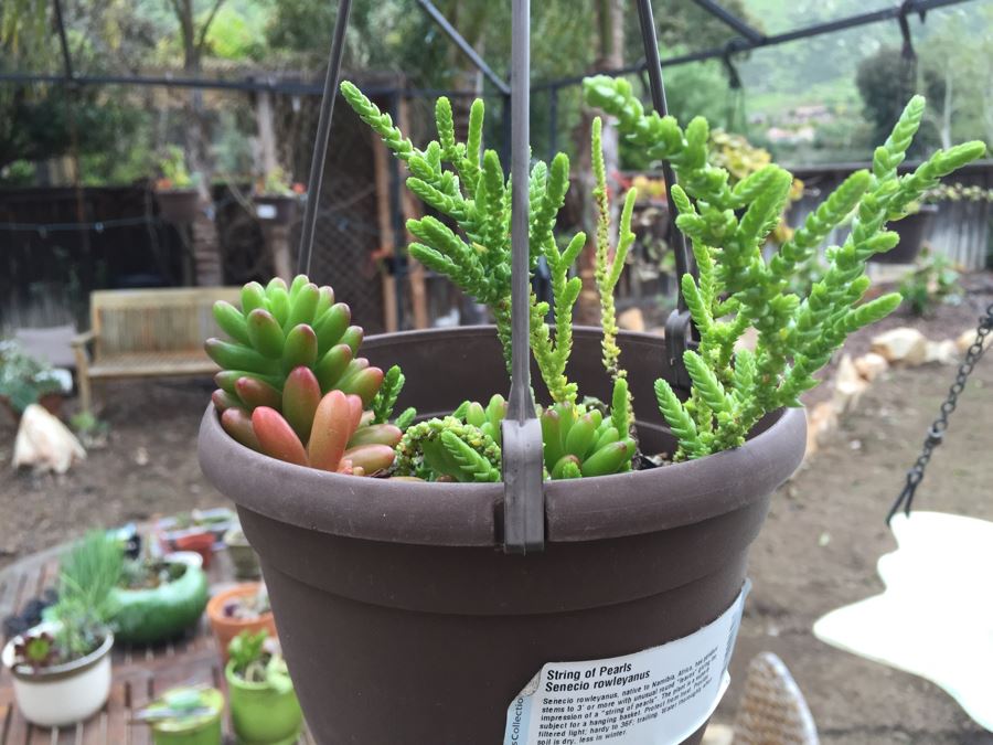 All Potted Succulets Attached To Metal Garden Structure Plus Bird Feeder, Wind Chime And Lantern [Photo 23]
