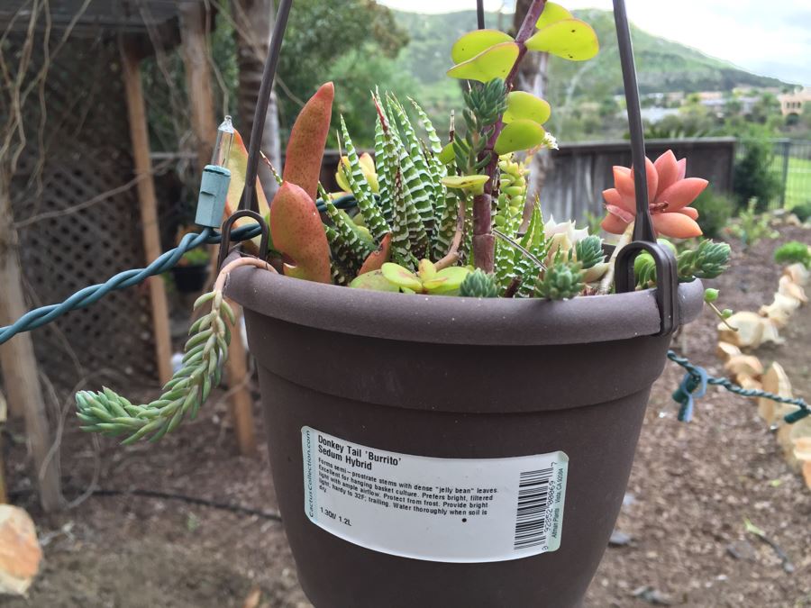 All Potted Succulets Attached To Metal Garden Structure Plus Bird Feeder, Wind Chime And Lantern [Photo 7]