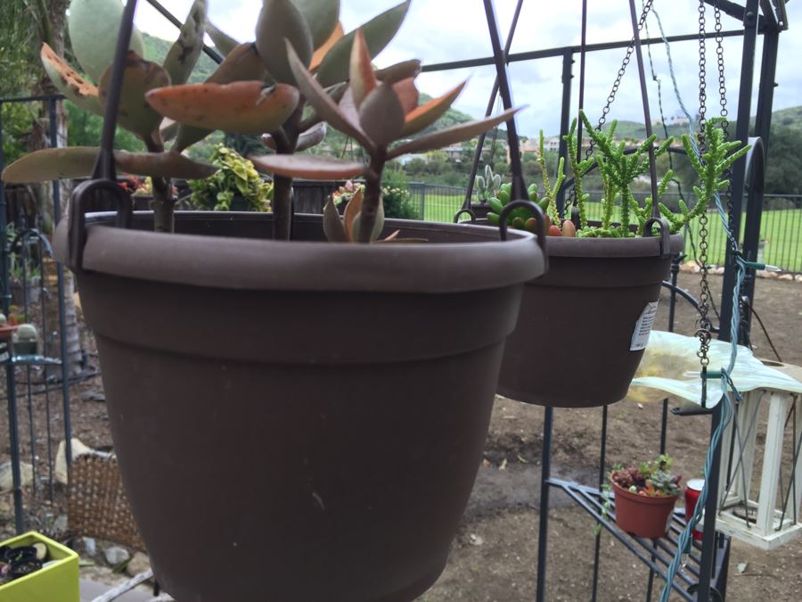 All Potted Succulets Attached To Metal Garden Structure Plus Bird Feeder, Wind Chime And Lantern [Photo 20]