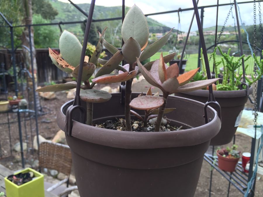 All Potted Succulets Attached To Metal Garden Structure Plus Bird Feeder, Wind Chime And Lantern [Photo 21]