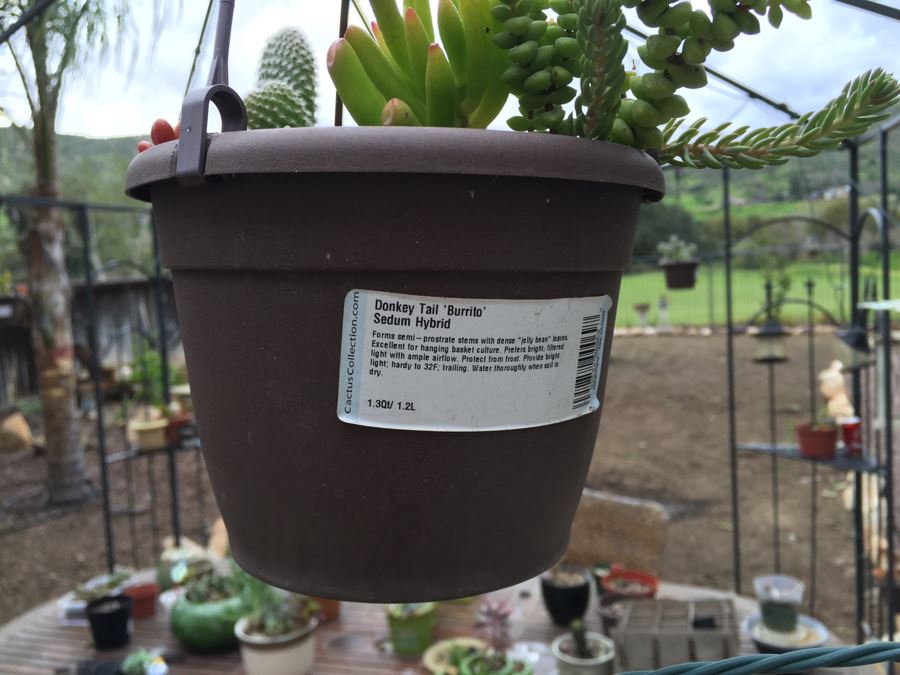 All Potted Succulets Attached To Metal Garden Structure Plus Bird Feeder, Wind Chime And Lantern [Photo 18]