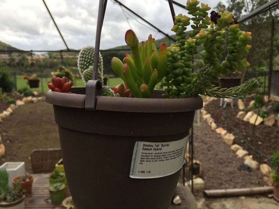 All Potted Succulets Attached To Metal Garden Structure Plus Bird Feeder, Wind Chime And Lantern [Photo 17]