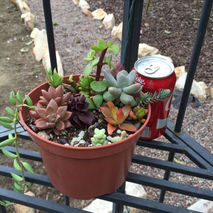 All Potted Succulets Attached To Metal Garden Structure Plus Bird Feeder, Wind Chime And Lantern [Photo 30]
