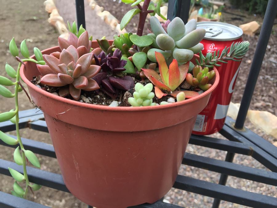 All Potted Succulets Attached To Metal Garden Structure Plus Bird Feeder, Wind Chime And Lantern [Photo 29]