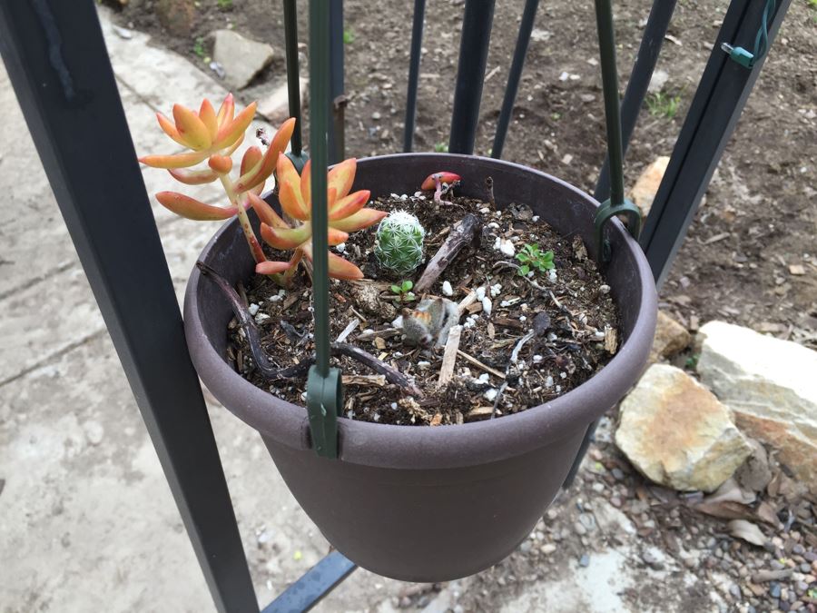 All Potted Succulets Attached To Metal Garden Structure Plus Bird Feeder, Wind Chime And Lantern [Photo 28]