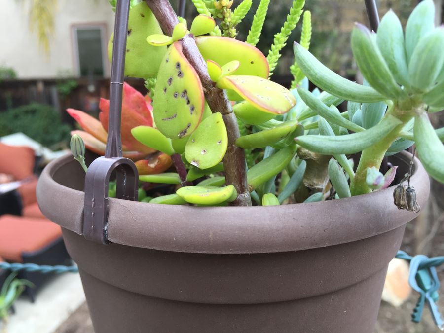 All Potted Succulets Attached To Metal Garden Structure Plus Bird Feeder, Wind Chime And Lantern [Photo 8]